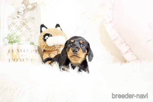 成約済の佐賀県のミニチュアダックスフンド(スムースヘアード)-302119の5枚目