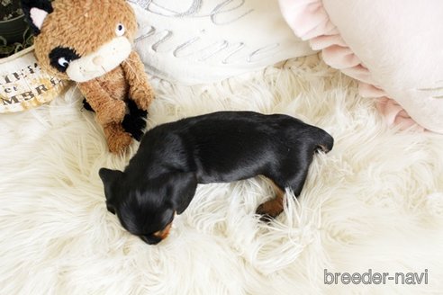 成約済の佐賀県のミニチュアダックスフンド(スムースヘアード)-302119の2枚目