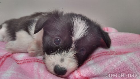 成約済の群馬県のミックス犬-302155の8枚目