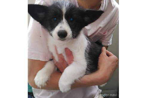 成約済の群馬県のミックス犬-302155の5枚目