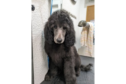 成約済の岡山県のスタンダードプードル-285641の5枚目