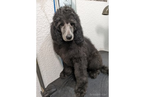 成約済の岡山県のスタンダードプードル-285641の6枚目