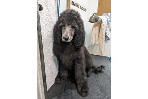 成約済の岡山県のスタンダードプードル-285641の4枚目