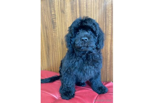 成約済の東京都のその他の犬種-298701の20枚目