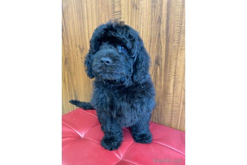 成約済の東京都のその他の犬種-298701の19枚目