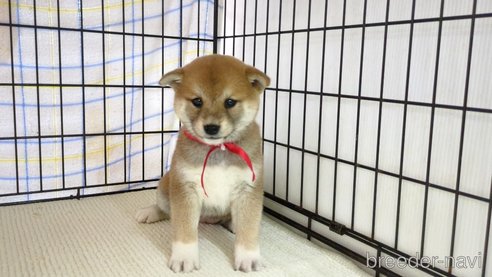 販売中の茨城県の柴犬-298731の3枚目