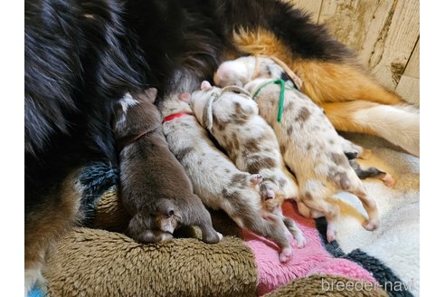 成約済の長野県のオーストラリアンシェパード-302175の17枚目