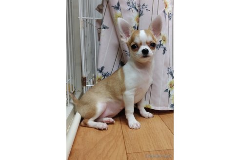 成約済の千葉県のチワワ(スムースコート)-291855の12枚目