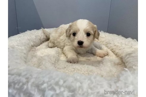 成約済の北海道のミックス犬-302179の3枚目