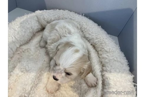 成約済の北海道のミックス犬-302179の4枚目