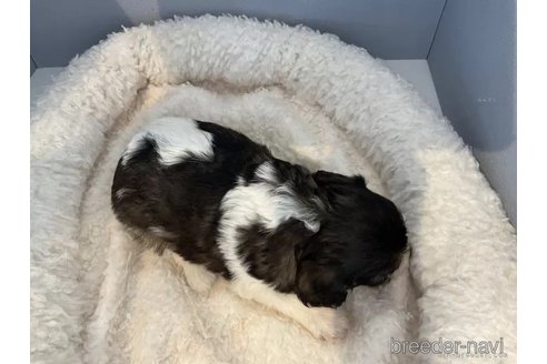成約済の北海道のミックス犬-302180の3枚目