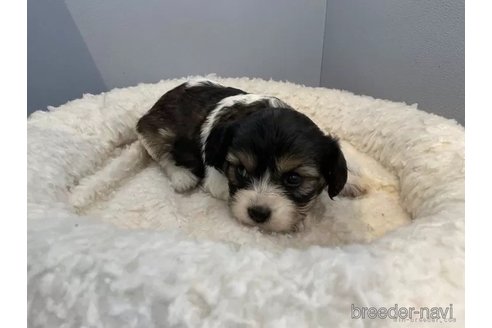 成約済の北海道のミックス犬-302180の2枚目