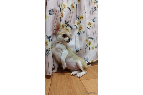 成約済の千葉県のチワワ(スムースコート)-284316の7枚目