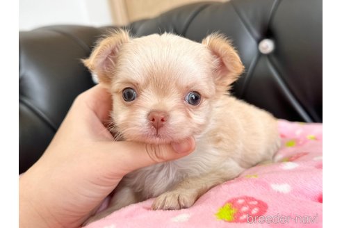 成約済の香川県のチワワ(ロングコート)-302214の5枚目