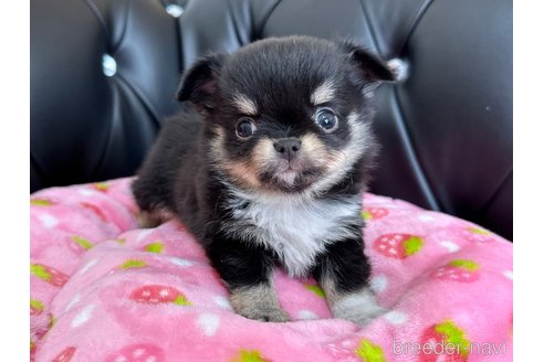 成約済の香川県のチワワ(ロングコート)-302249の11枚目