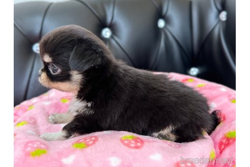 成約済の香川県のチワワ(ロングコート)-302249の9枚目