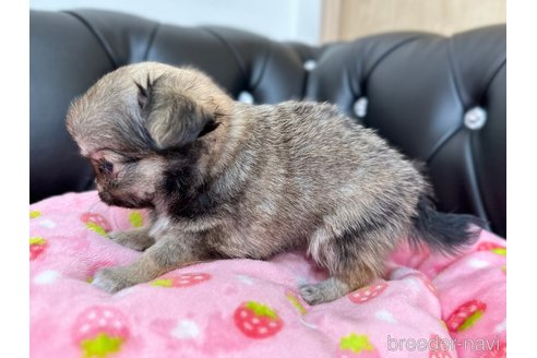 成約済の香川県のチワワ(ロングコート)-302253の3枚目