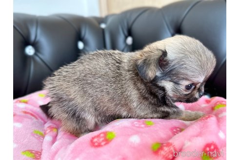 成約済の香川県のチワワ(ロングコート)-302253の4枚目