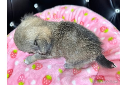 成約済の香川県のチワワ(ロングコート)-302253の2枚目