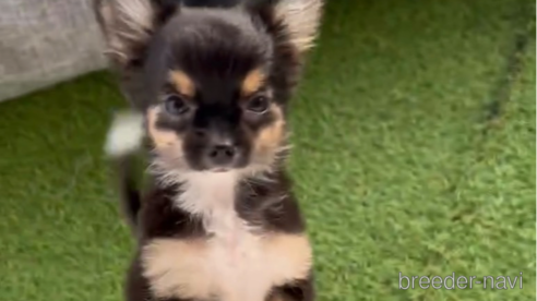 成約済の福岡県のチワワ(ロングコート)-289239の1枚目