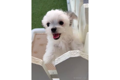 成約済の福岡県のチワマル:チワワ×マルチーズ-290892の2枚目