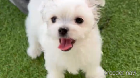 成約済の福岡県のチワマル:チワワ×マルチーズ-290892