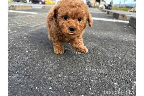 成約済の熊本県のトイプードル-302293の4枚目