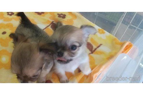 成約済の愛知県のチワワ(ロングコート)-295903の16枚目