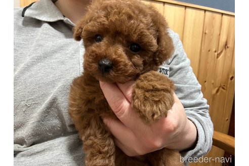 成約済の埼玉県のティーカッププードル-302332の3枚目