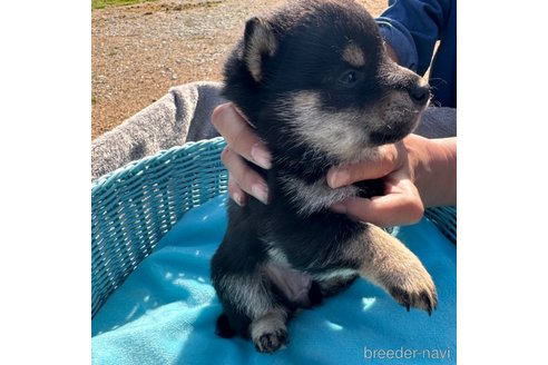 成約済の福岡県の柴犬-302338の3枚目