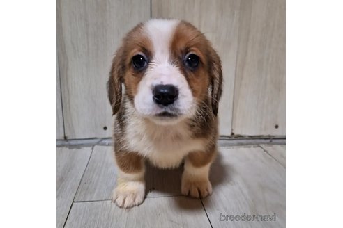 成約済の神奈川県のミックス犬-297318