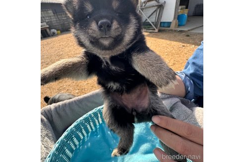 成約済の福岡県の柴犬-302341の3枚目