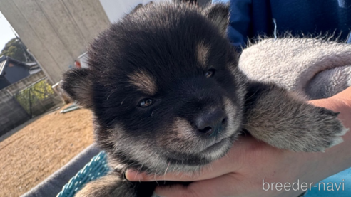 成約済の福岡県の柴犬-302341の1枚目