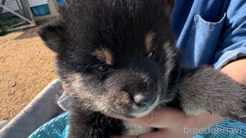 成約済の福岡県の柴犬-302342の1枚目