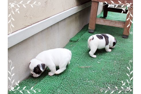 成約済の神奈川県のフレンチブルドッグ-300761の3枚目