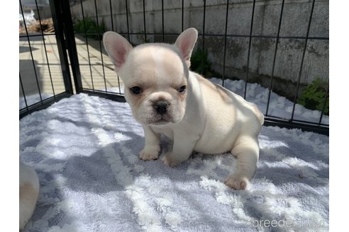成約済の茨城県のフレンチブルドッグ-300300の14枚目