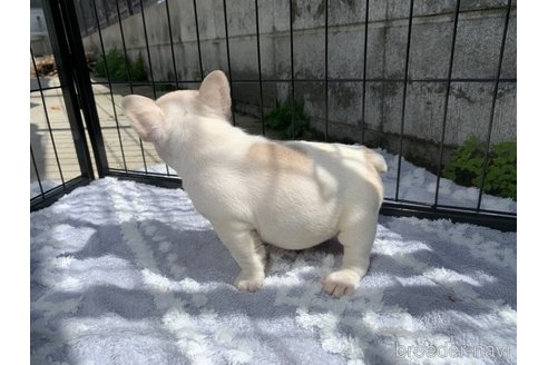 成約済の茨城県のフレンチブルドッグ-300300の10枚目