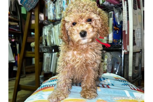 成約済の茨城県のコッカプー:アメリカンコッカースパニエル×トイプードル-292159の4枚目