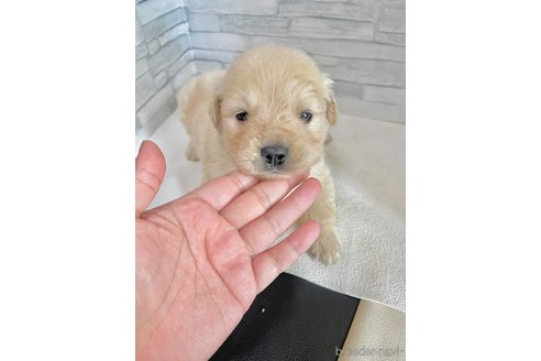 成約済の愛知県のゴールデンレトリーバー-302355の7枚目