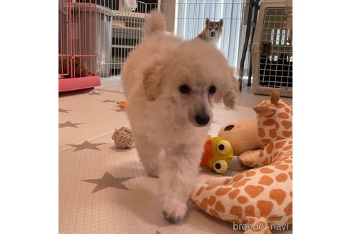 成約済の長野県のトイプードル-299497の18枚目