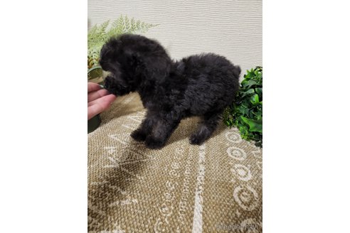 成約済の岡山県のタイニープードル-302364の3枚目