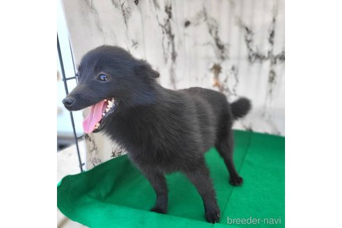 成約済の茨城県のスキッパーキ-274878の3枚目