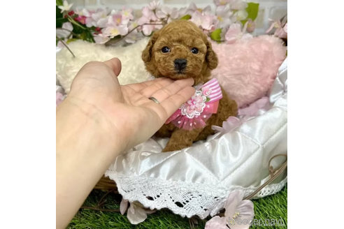 成約済の愛知県のトイプードル-302368の3枚目