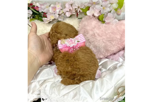 成約済の愛知県のトイプードル-302368の4枚目
