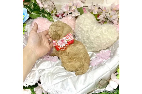 成約済の愛知県のトイプードル-302370の3枚目