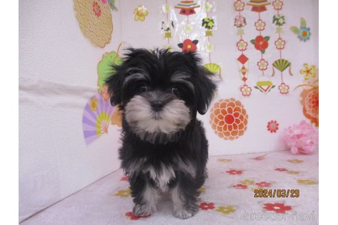 成約済の鳥取県のチワマル:チワワ×マルチーズ-297700の2枚目