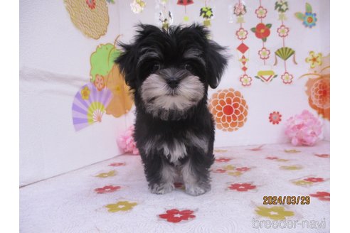 成約済の鳥取県のチワマル:チワワ×マルチーズ-297700の3枚目