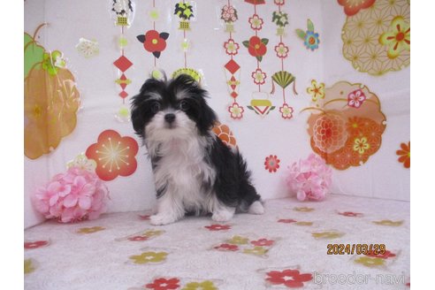 成約済の鳥取県のチワマル:チワワ×マルチーズ-297697の2枚目