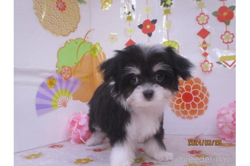 成約済の鳥取県のチワマル:チワワ×マルチーズ-297697の3枚目