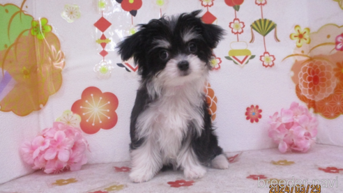 成約済の鳥取県のチワマル:チワワ×マルチーズ-297697の1枚目